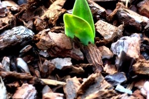 The Power of Break-Withs The Power of Break-Withs