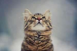 Did Curiosity Really Kill the Cat?